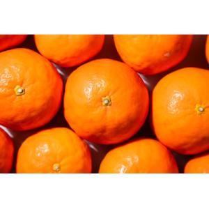 ふるさと納税 高野町 【2026年4月より順次発送】森本農園のセミノールオレンジ　家庭用　4.5kg