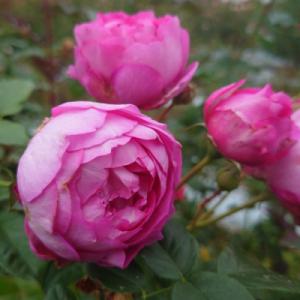 ふるさと納税 飯能市 【Apple Roses】バラ苗『浮世』大苗6号ポット植え[52210662]