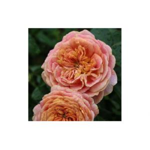 ふるさと納税 飯能市 【Apple Roses】バラ苗『スピリット・オブ・ワンダー』大苗6号ポット植え[52210933]