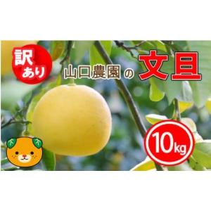 ふるさと納税 みかん・柑橘類 愛媛県 愛南町 訳あり 文旦 10kg ぶんたん みかん 蜜柑 果物 柑橘 フルーツ ミカン 産地直送 国産 農家直送 期間限定 数量限定