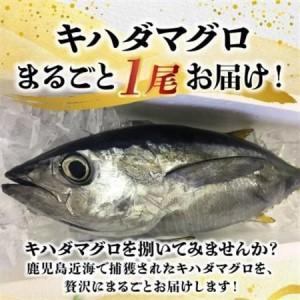 ふるさと納税 鹿児島近海キハダマグロ1尾 008-57【配送不可地域：離島】【1710452】 鹿児島県南九州市